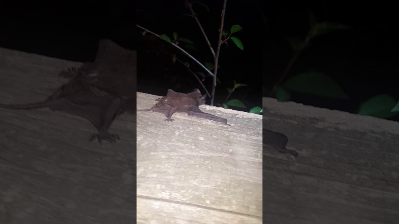 Mexican free-tailed bat