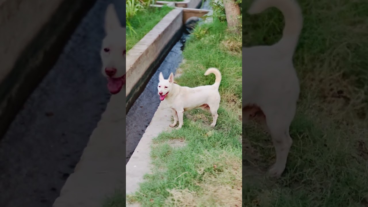 Desi kutta in village barking😍#shorts #desikutta