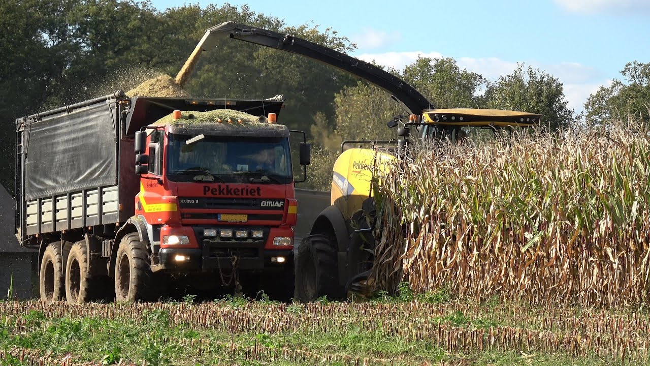Mais hakselen door Pekkeriet met een New Holland FR550 en 2 Ginaf X 3335 S vrachtwagens (2024)