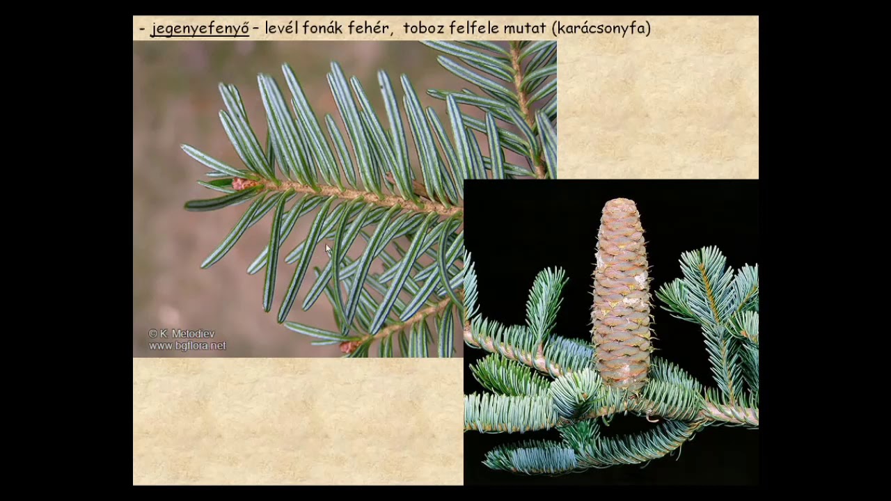 Nyitvatermők  és zárvatermők - V. osztályos videólecke