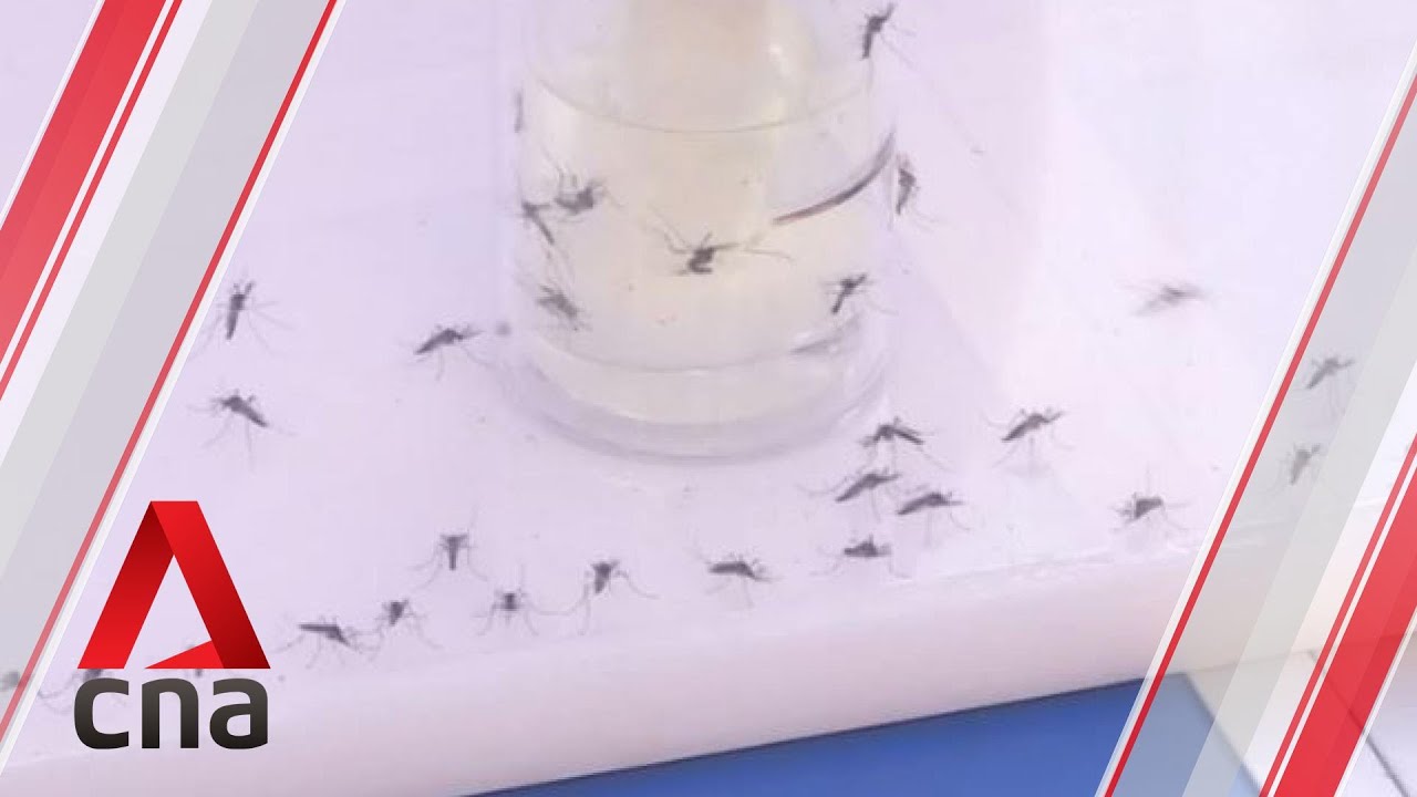 Higher risk of dengue transmission as more stay at home during circuit breaker period: Expert