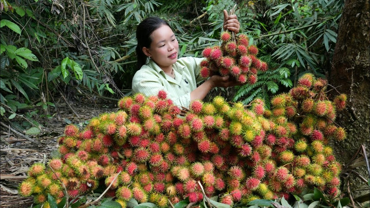 ''In The Forest There Are Ripe Red Rambutan Fruits Pick Them And Take Them To The Market To Sell.''