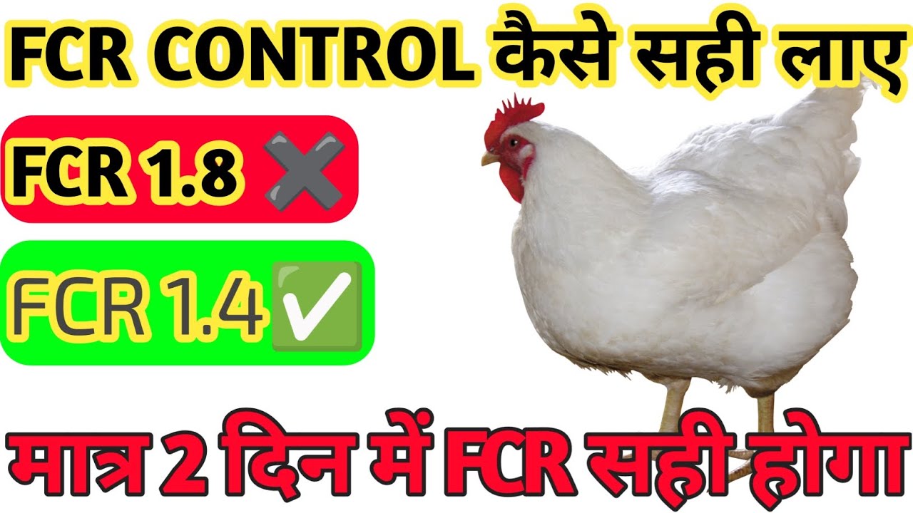 FCR कैसे मेंटेन करें। Fcr kaise sahi laye। Murge ka vajan kaise bathaye how to increase body wait 