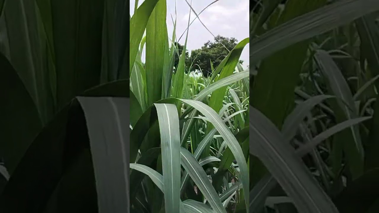 #sugarcane