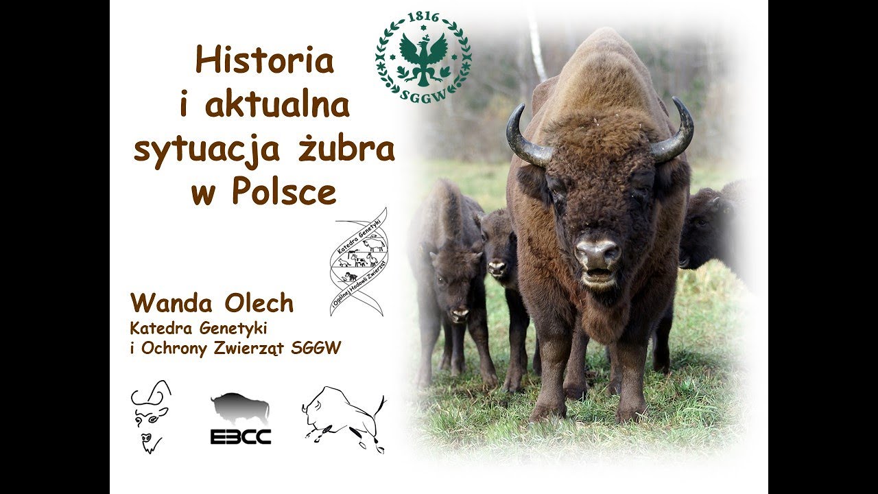 Historia i aktualna sytuacja żubra w Polsce, prof. dr hab. Wanda Olech