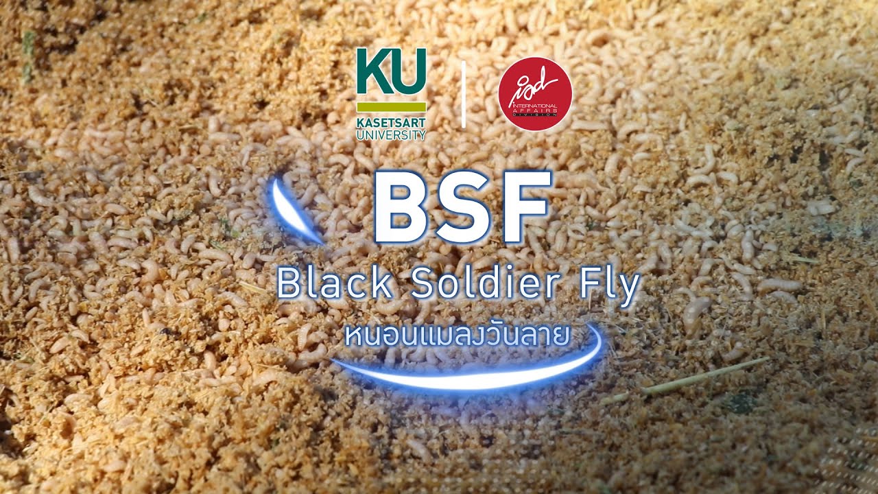 Black Soldier Fly BSF หนอนแมลงวันลาย update with subtitle