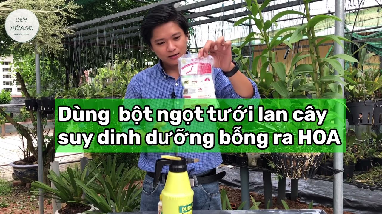 Thử nghiệm tưới lan bằng bột ngọt và kết quả không ngờ.