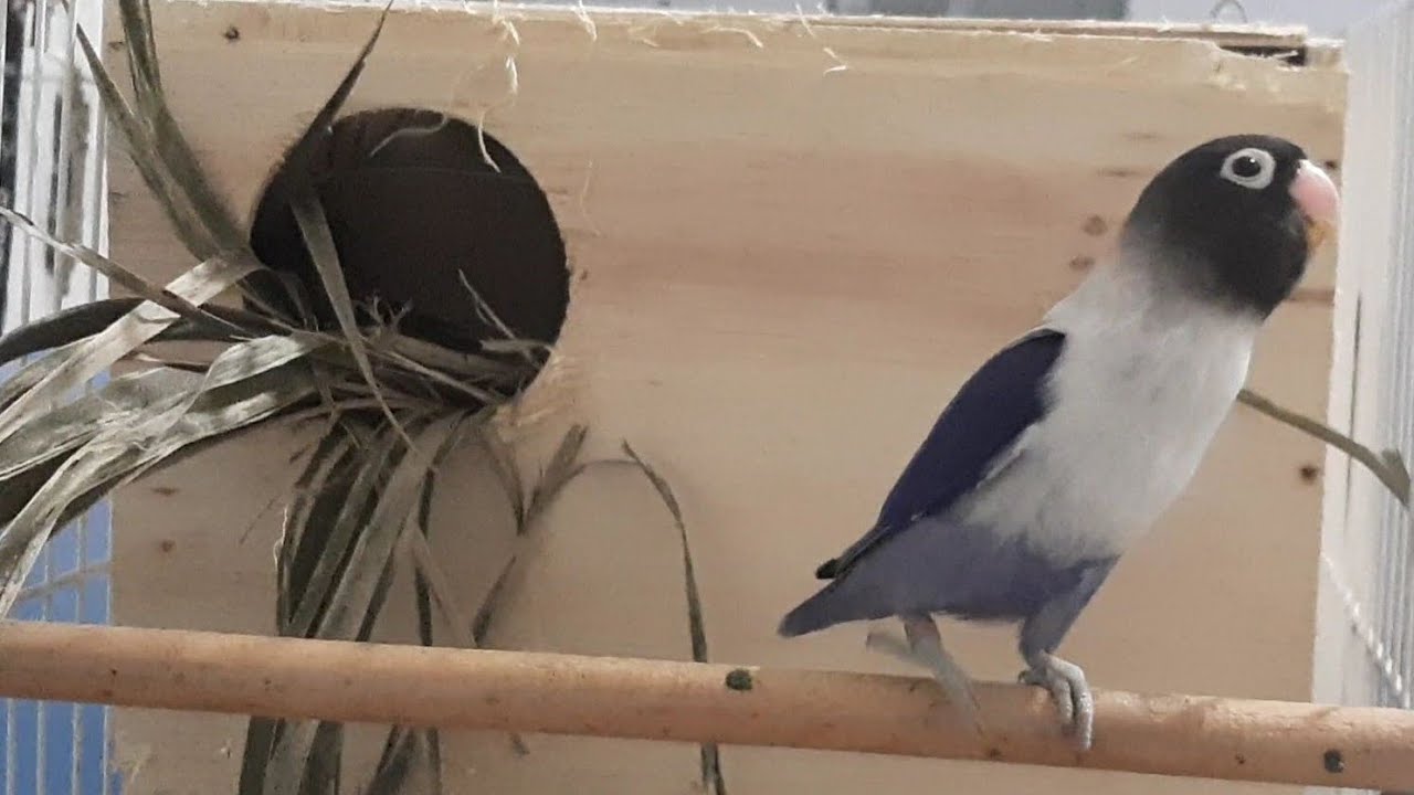 Qual a diferença entre o ninho de agapornis Roseicolles e o agapornis personata  ?