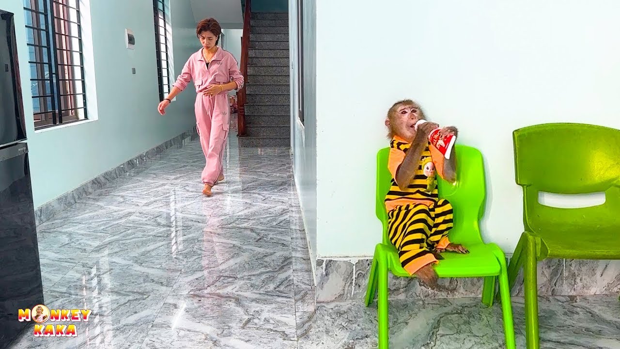 Monkey Kaka hides from mom to drink condensed milk