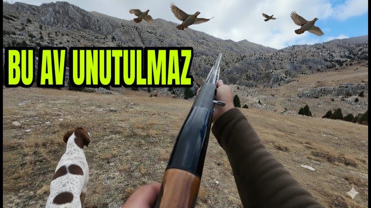 2500 RAKIMDA KINALI KEKLİK AVI صيد الحجل partridge hunting chasse au faisan