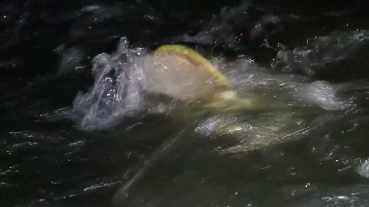 Une invasion de silures à Portet-sur-Garonne