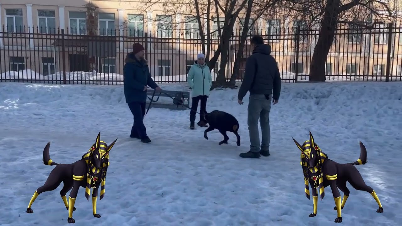 Как отучить собаку тянуть поводок? 