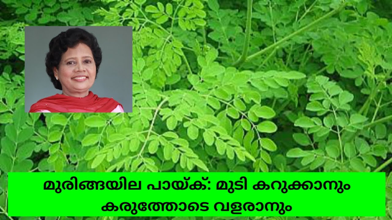 മുടി വളർച്ചയ്ക്ക് മുരിങ്ങയില | Dr Lizy K Vaidian