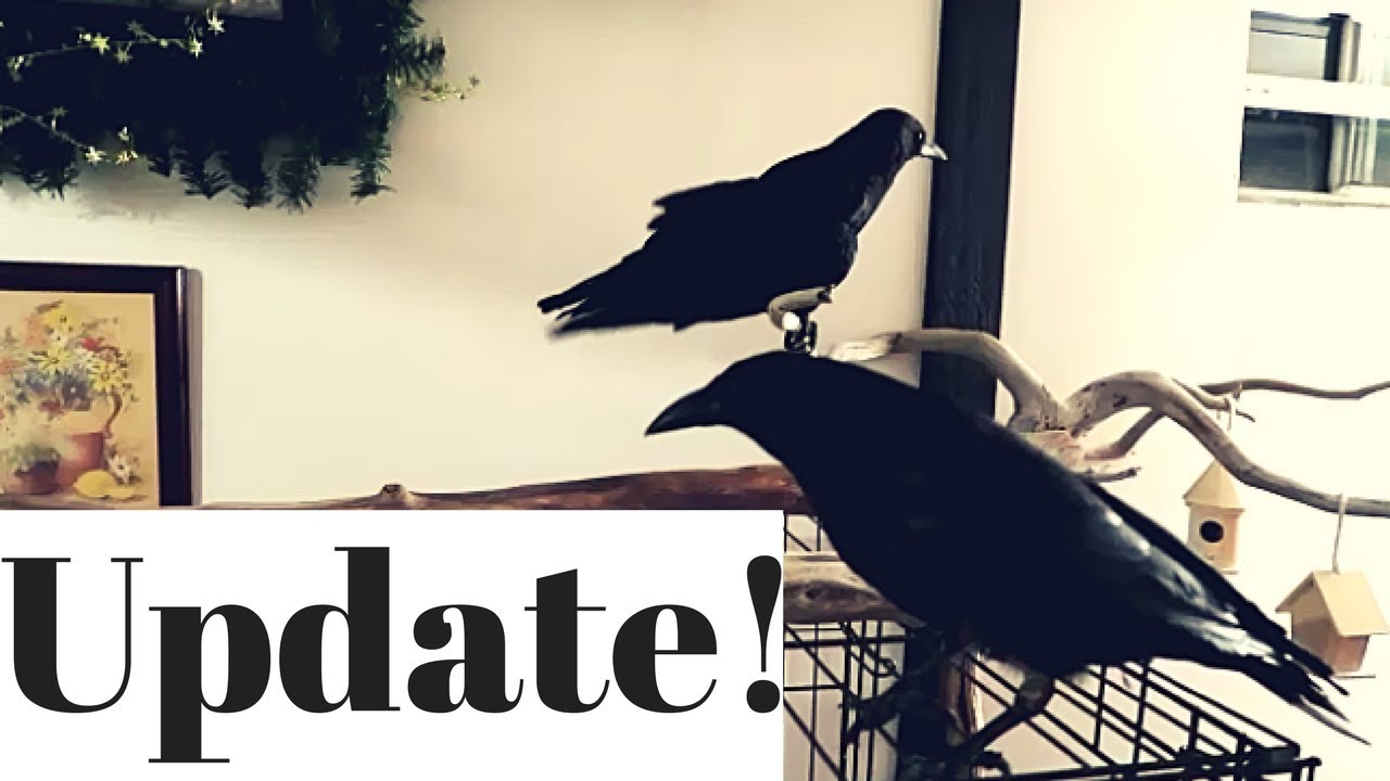 Update on New CROW