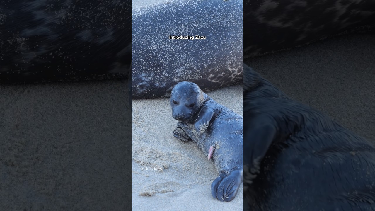 Baby Zazu  has the zoomies! Subscribe for more seal pup updates #seals