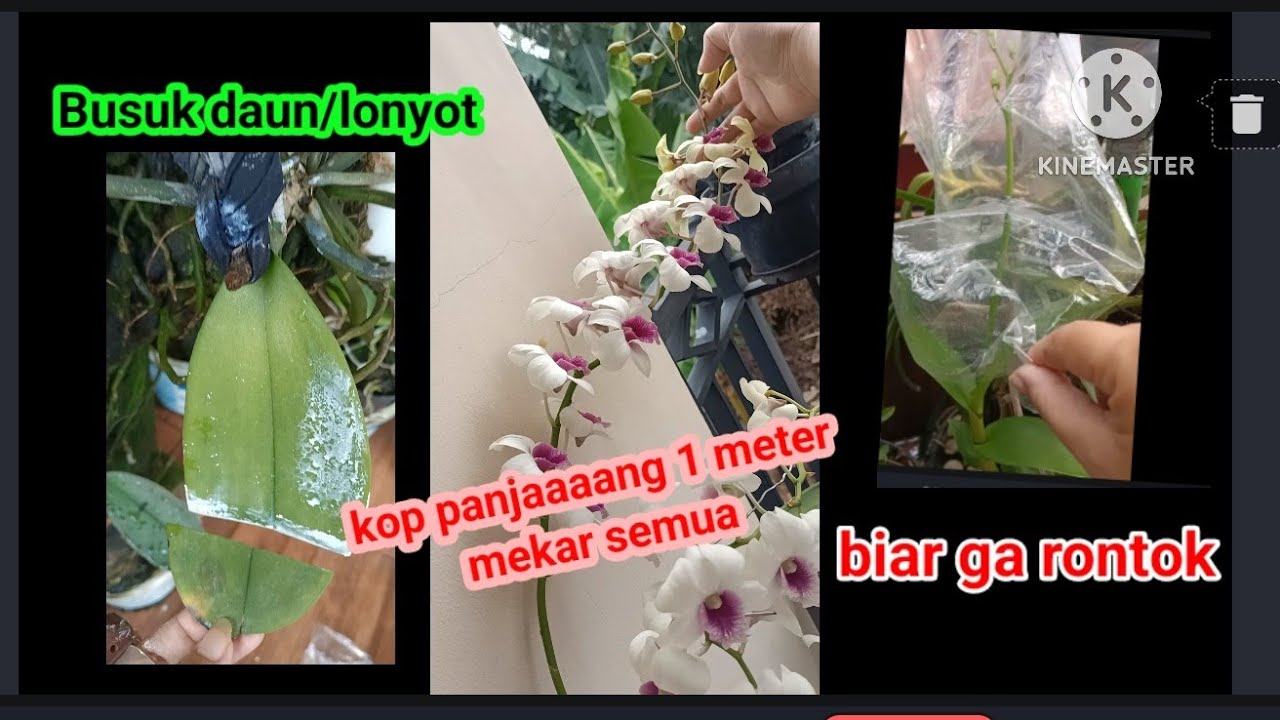 cara menangani lonyot daun anggur dan perawatan spek biar ga rontok #anggrek #busukdaun #anggrekbula