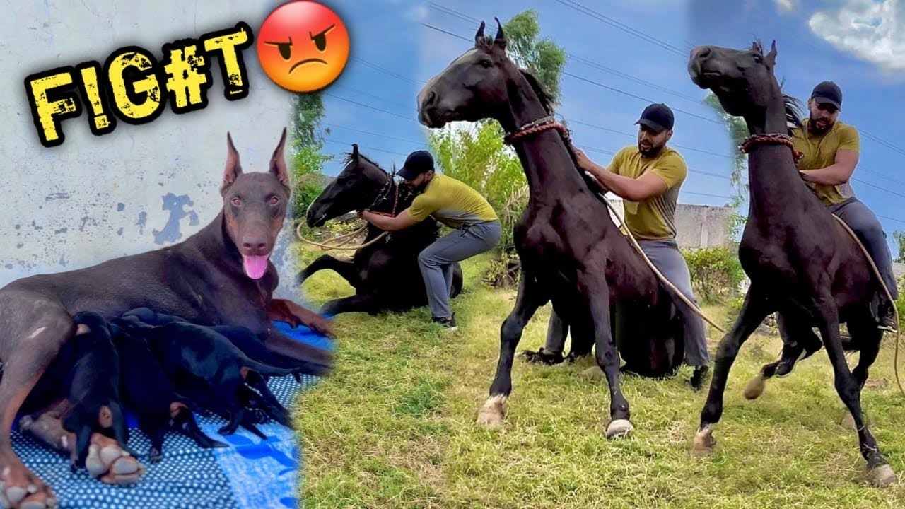 RADHE Ko Kushti Krke Chitt Krdiya 😡