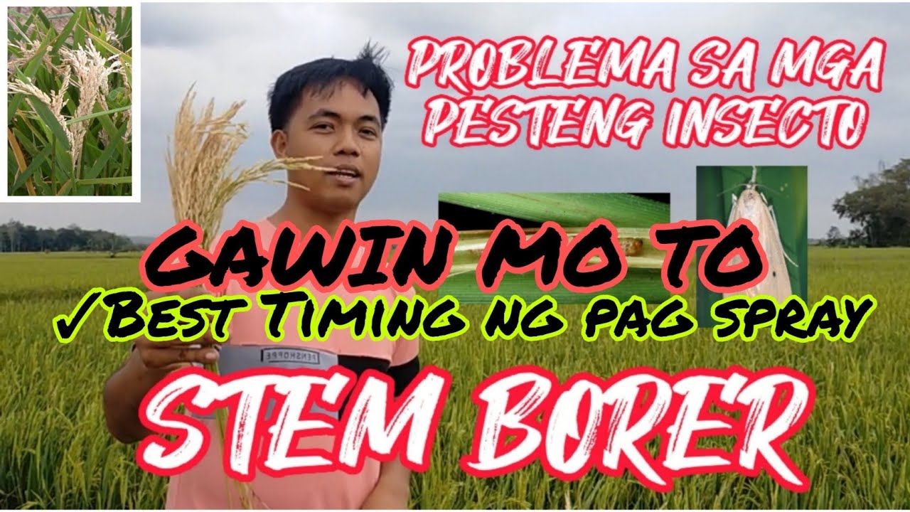 Ano ang Stem Borer sa palayan at paano ito Makokontrol | Mabisang Insecticide para sa Stem borer