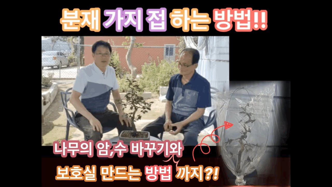 분재 접하는방법/분재 가지없는곳에 가지만들기/경매장에서 구입한 분재How to touch bonsai or make a tree in Noah
