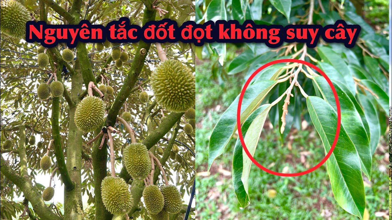 Nguyên tắc cần nắm khi quyết định “đốt đọt sầu riêng” để hạn chế rụng trái.
