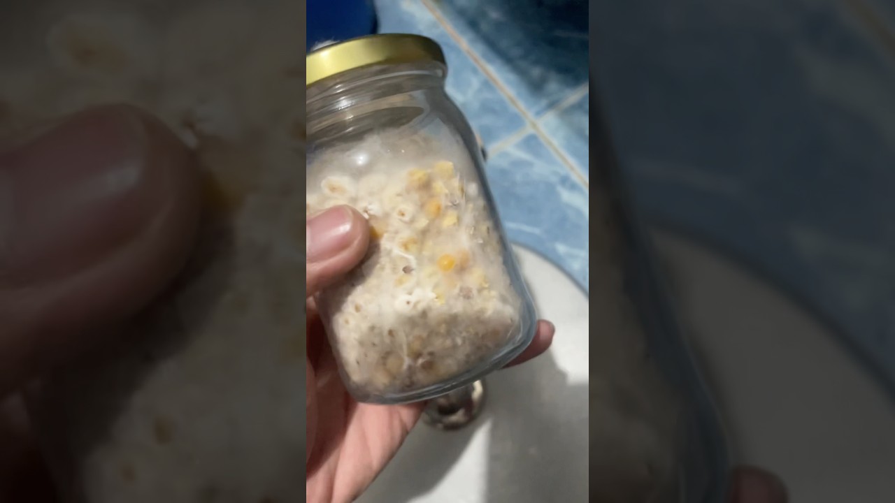 Oyster Mushroom Grain2Grain 20% inaculate shake time Day 11 
