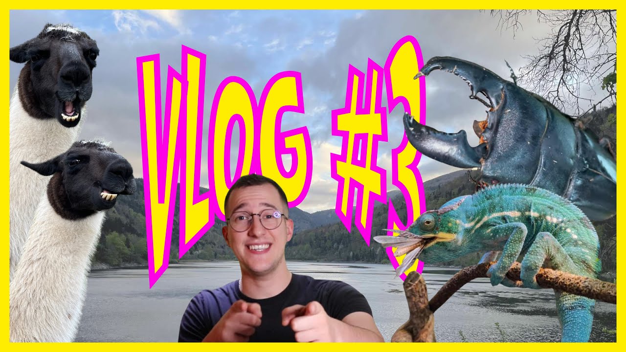 UNE SEMAINE AVEC MOI ! Furcifer pardalis, coléoptères et la montagne des lamas #vlog  3 