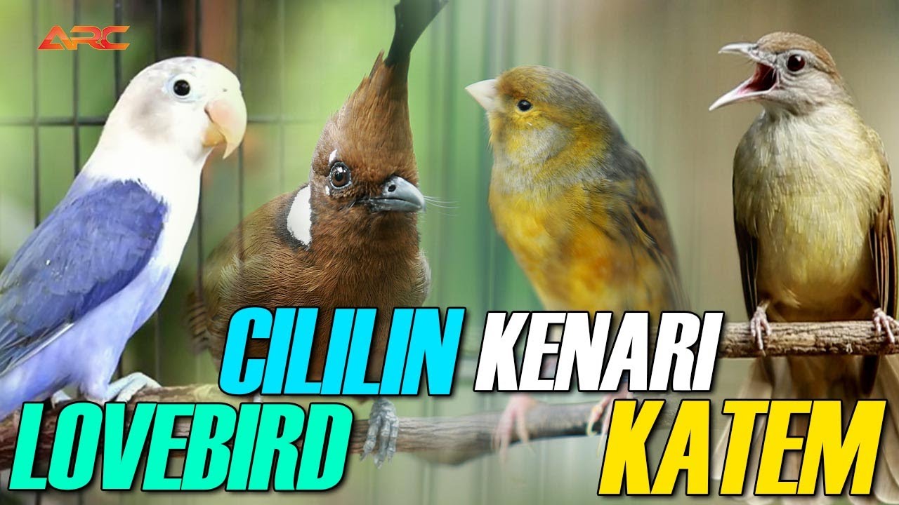 KOMPILASI MASTERAN CILILIN - KENARI - KATEM - LOVEBIRD
