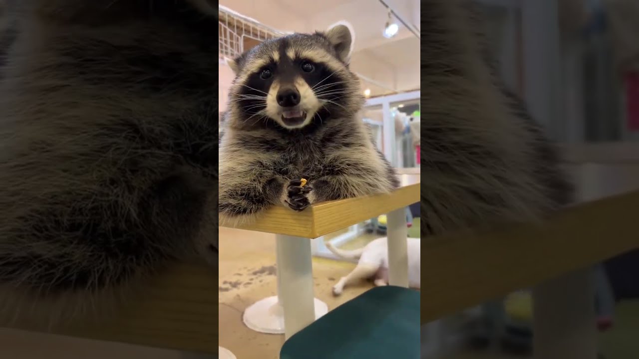 Yearly dose of animal videos 2/8