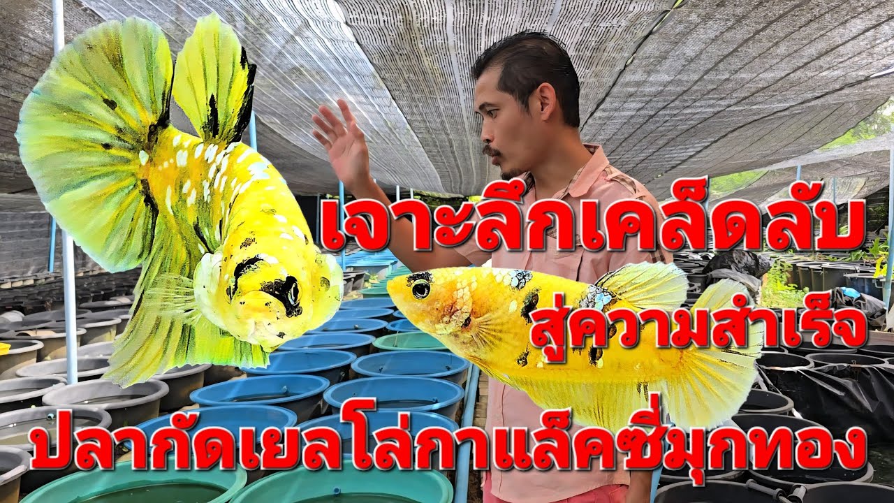 เจาะลึกเคล็ดลับ สู่ความสำเร็จ ปลากัด Yellow Galaxy มุกทอง