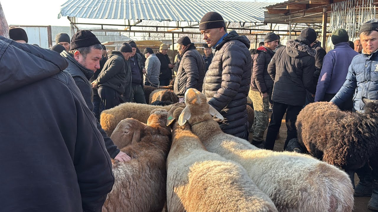 Tergachi qõy bozori bugungi narhlar bilan tarnishing 2.01.2026yil