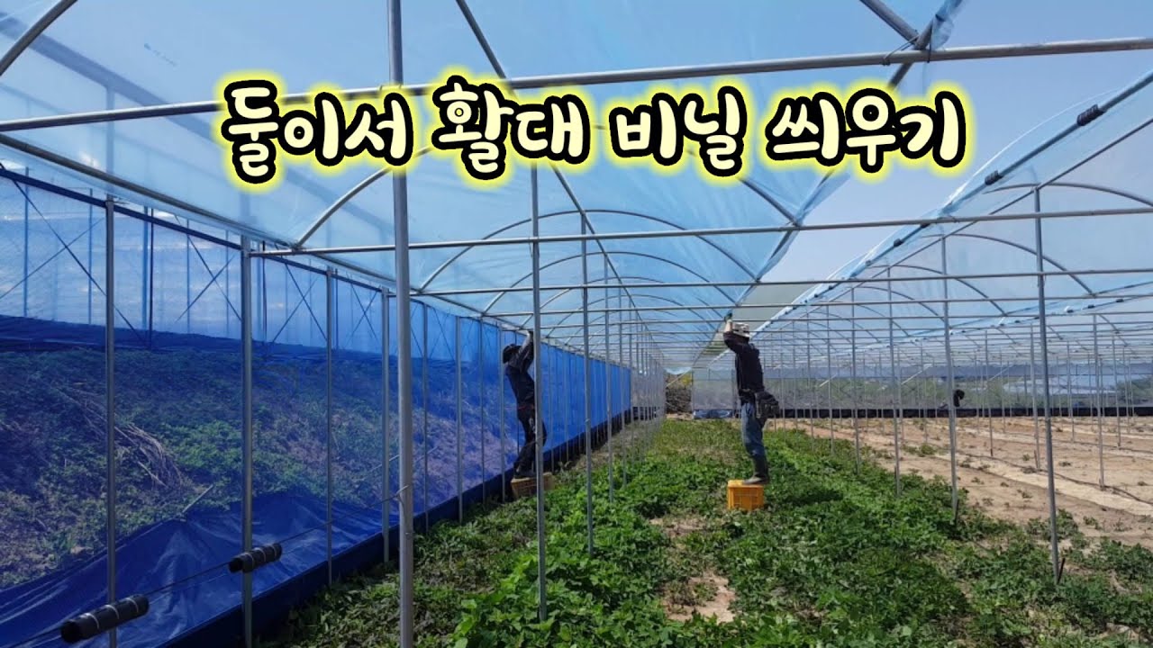 샤인머스켓 포도밭 만들기 20 /활대 비닐 씌우기