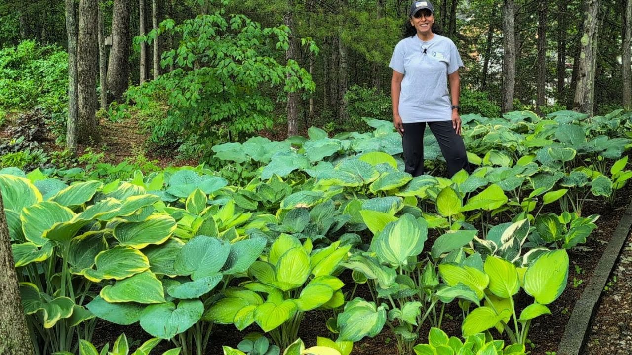 How To Divide Hosta | Keep Deer & Hosta Virus X Away
