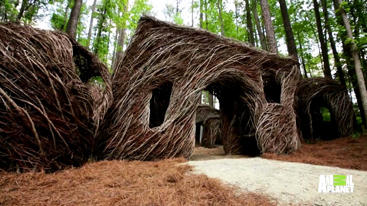 A Treehouse Made Entirely of Branches