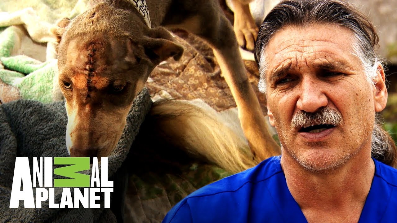 Perra es tratada por herida en la cabeza | Dr. Jeff, Veterinario | Animal Planet