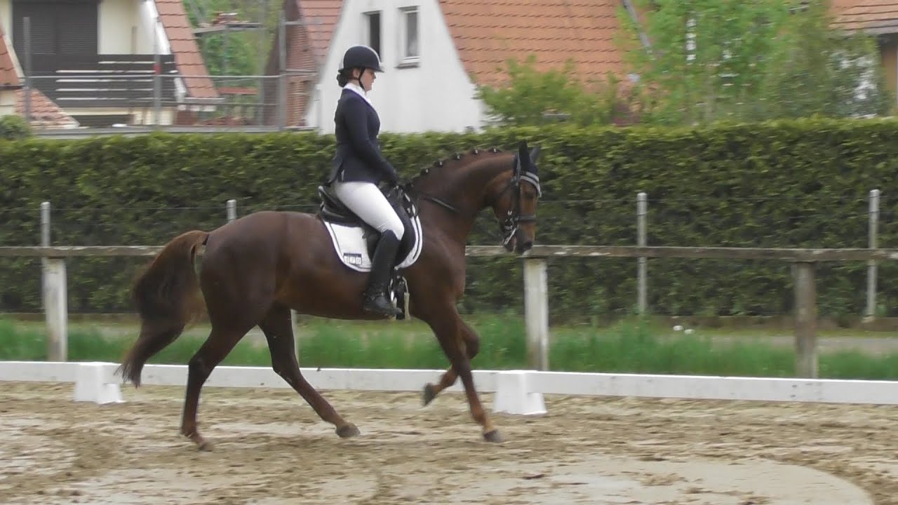 Unsere ERSTE L**-Dressur Platzierung! (L11) // #rinisreiterei