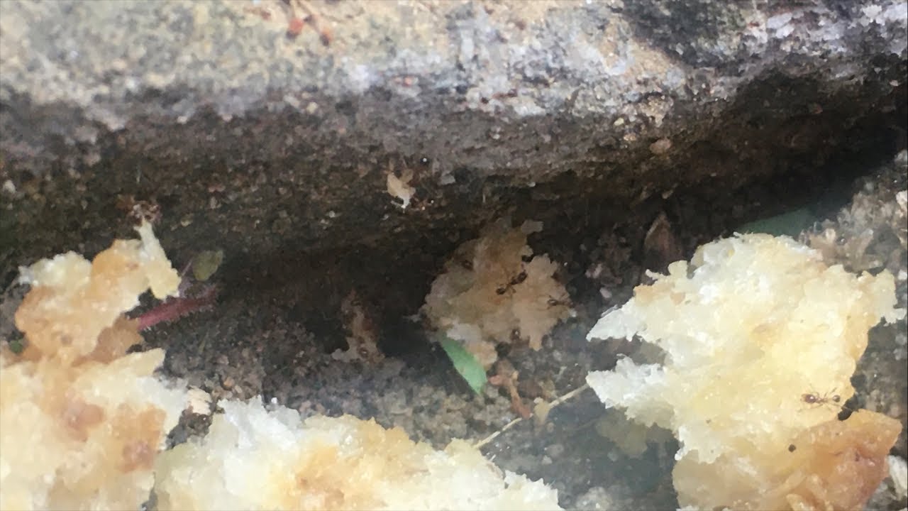 Grass ants eat cake