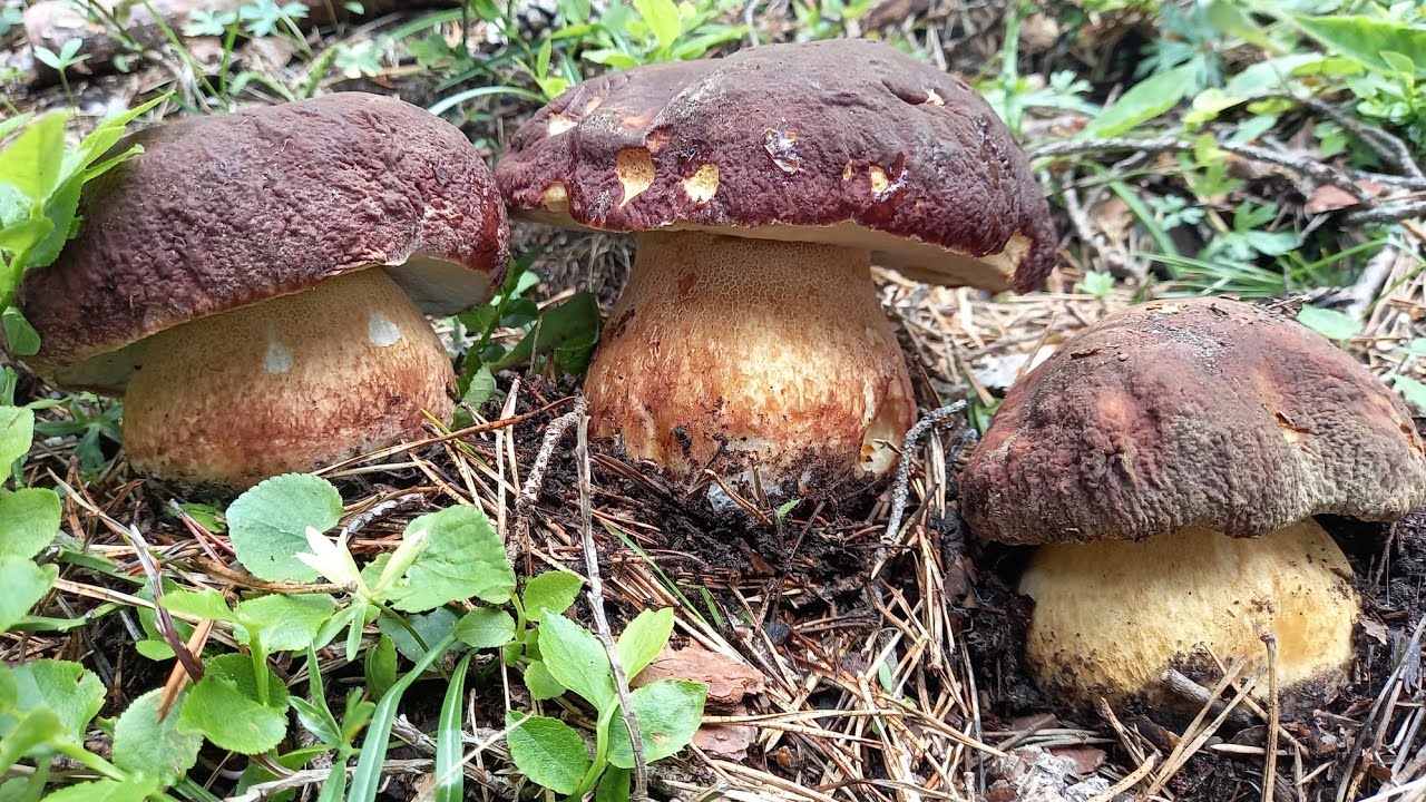 Boletus pinophilus (pinicola) & Boletus reticulatus (aestivalis) funghi bellissimi. 18 giugno 2023