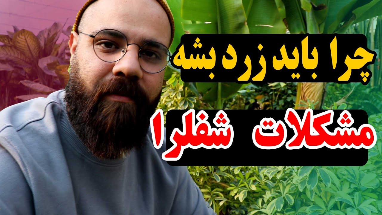 از زردی برگ‌ها تا پرپشتی فوق‌العاده! هرآنچه باید درباره نگهداری شفلرا بدانید
