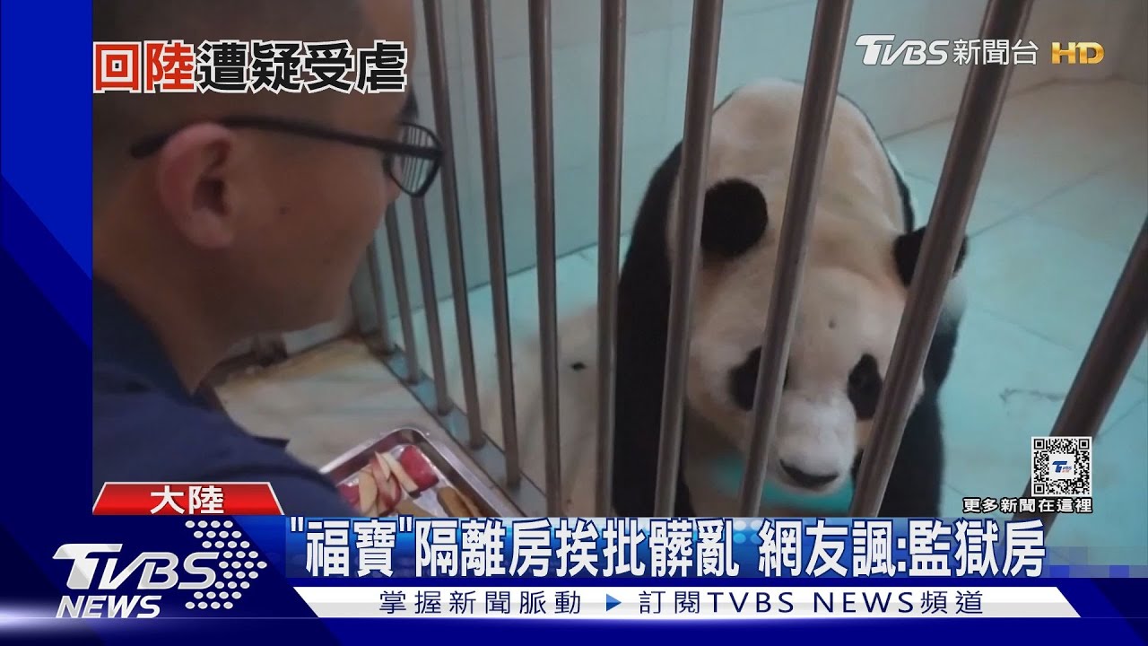 貓熊「福寶」返陸隔離遭偷拍 萬人質疑被虐｜TVBS新聞 @TVBSNEWS01