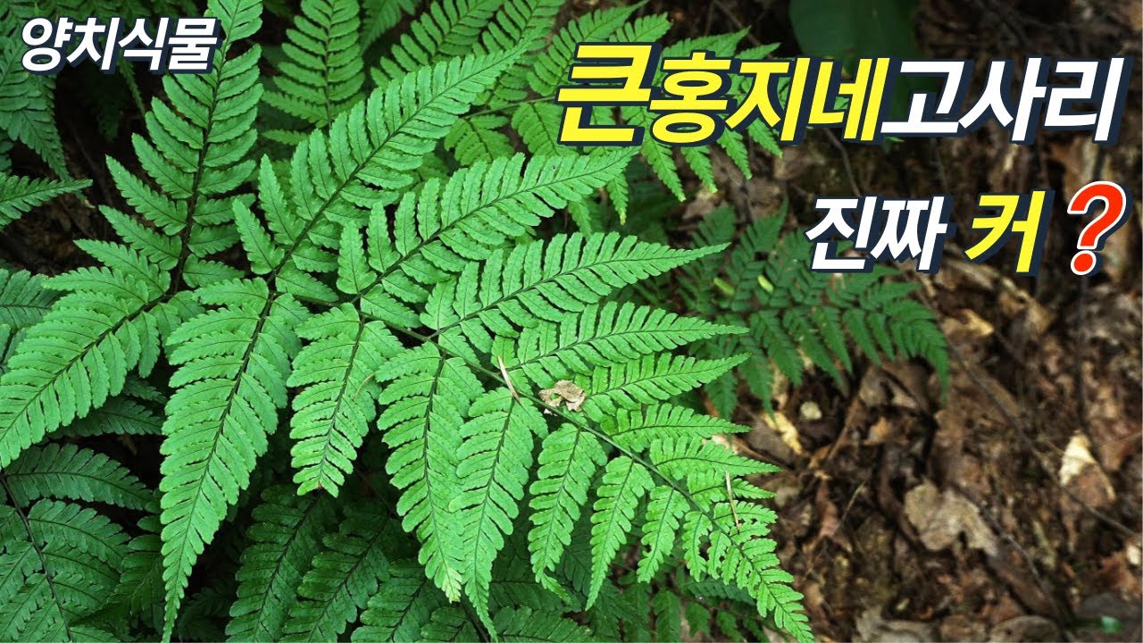 퍼니의 양치식물, 진짜 커? 큰홍지네고사리, Dryopteris hondoensis Koidz