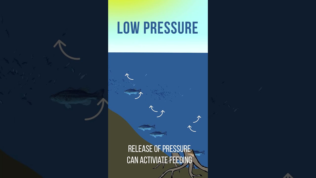 BAROMETRIC Pressure & BASS Fishing? 🤔💭🐟