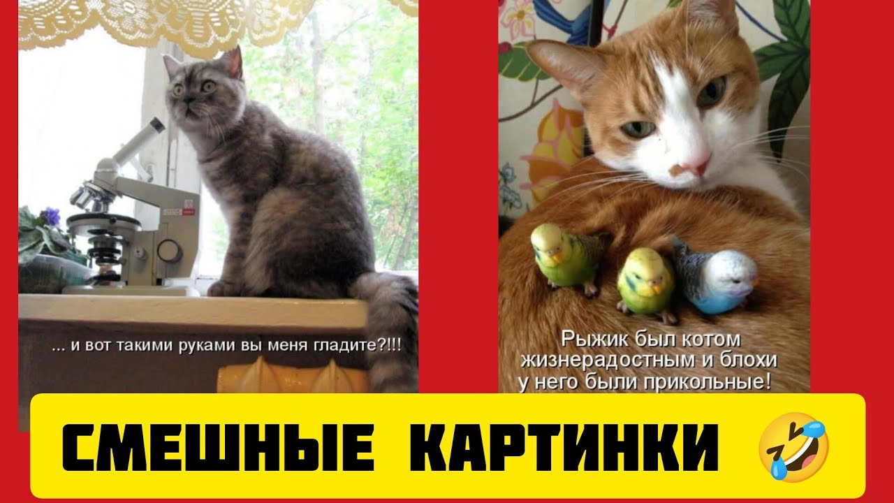 Рыжик был котом жизнерадостным и блохи у него были прикольные🦜!смешные картинки и весёлая музыка🤣