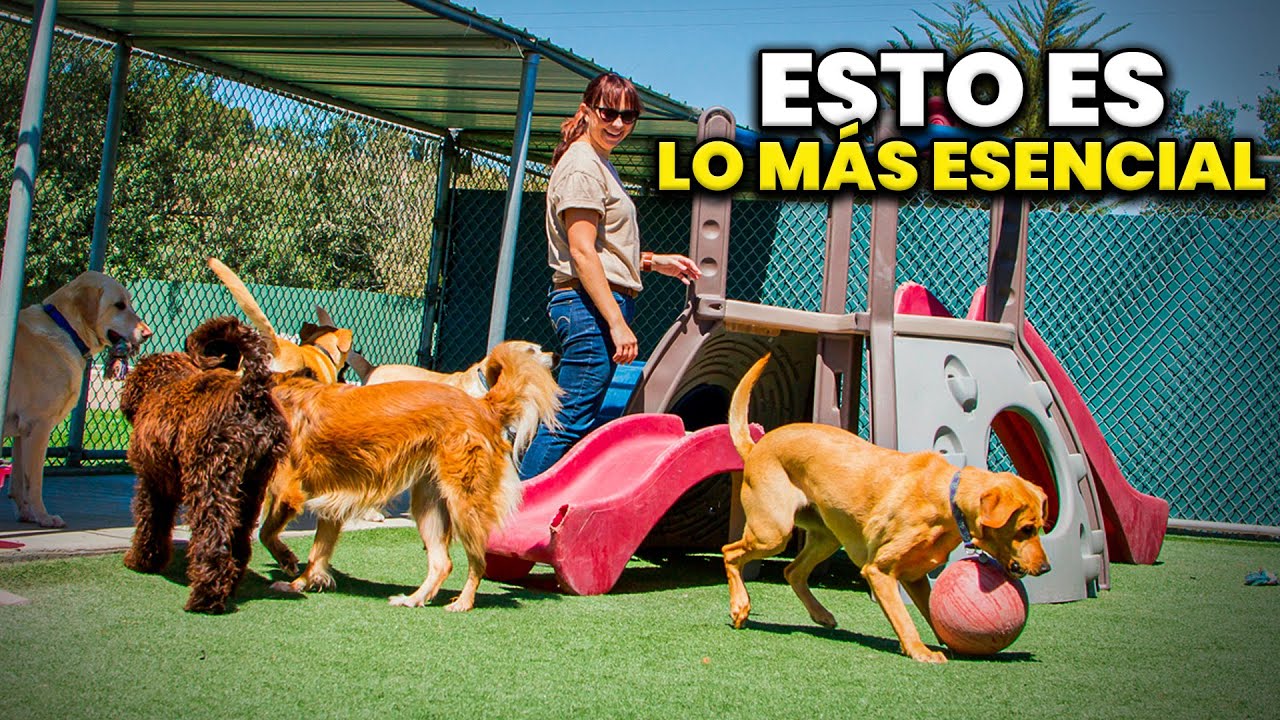 Cómo Montar Una Guardería Canina: 4 Pasos Esenciales