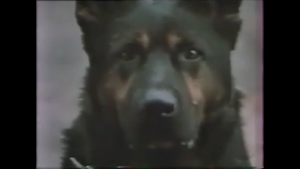 Russian Army GS Dogs 2