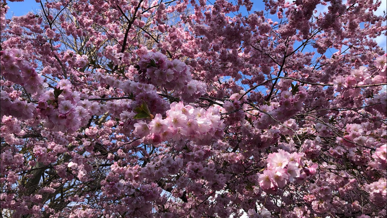 Cherry Blossom 🌸 in Slottsskogen Gothenburg Sweden 🇸🇪