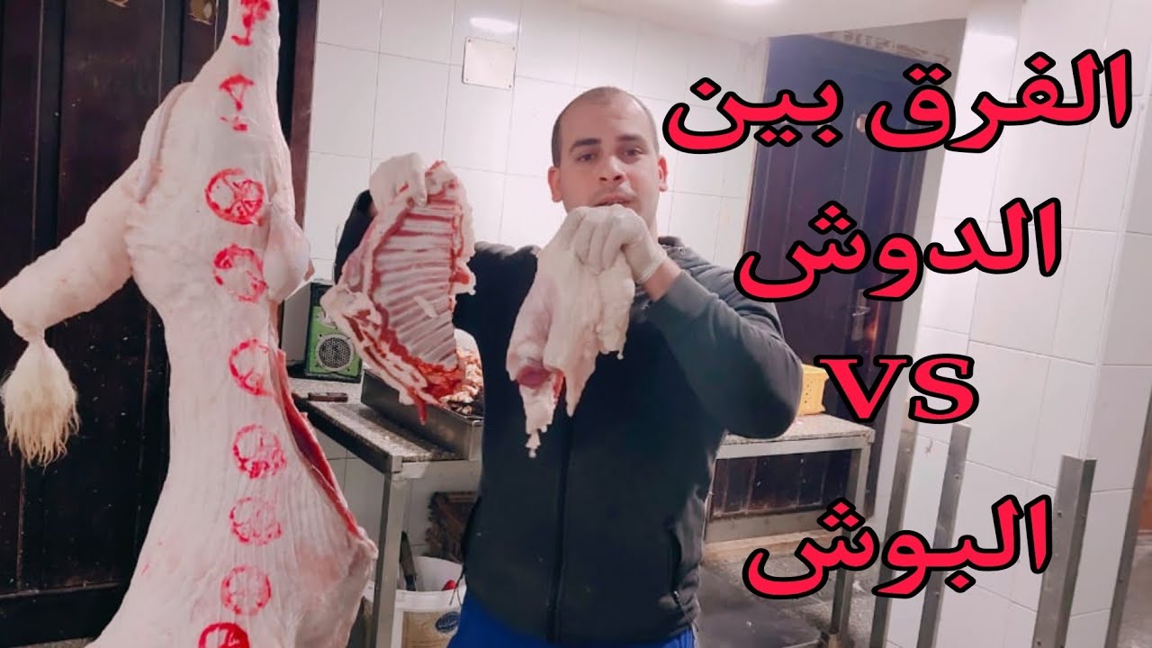 الفرق بين البوش والدوش و كيف يتم استخراجهما  وما هي استخدمتهم في الضاني والعجل والماعز #الجزار #عيد
