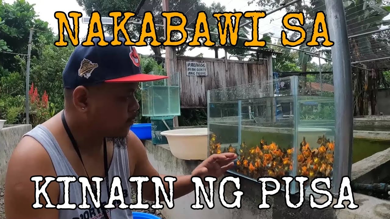 EP177. QUALITY BROADTAIL RYUKIN GOLDFISH HARVEST AND UPDATE + GIVEAWAY