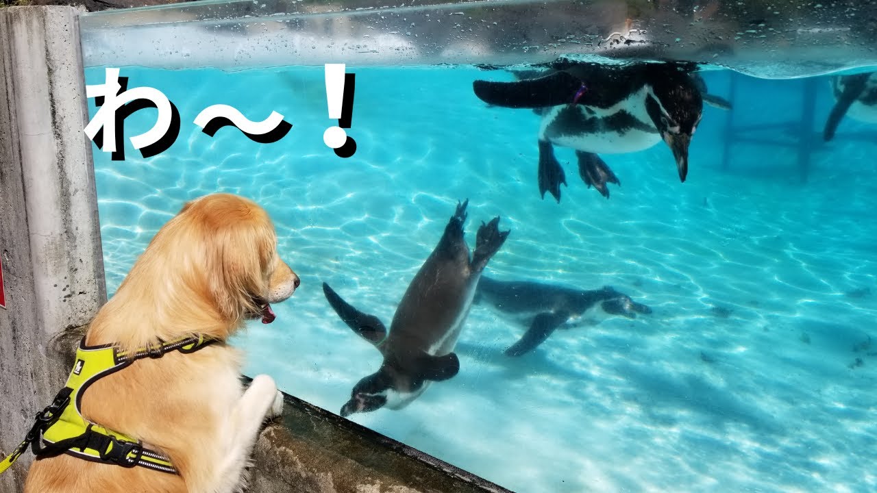 【大興奮】見たことない動物に大忙し💦苦手、興味津々が分かりやすい！ゴールデンレトリバーyou／優（ゆるっとな日常生活）