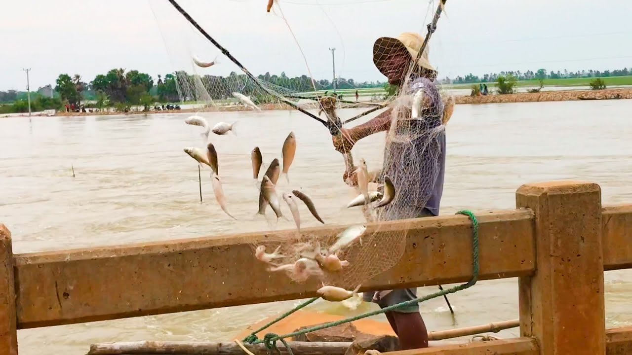 Amazing Fishing!!! Real Life 100% Net Fishing At The Countryside, How To Fishing
