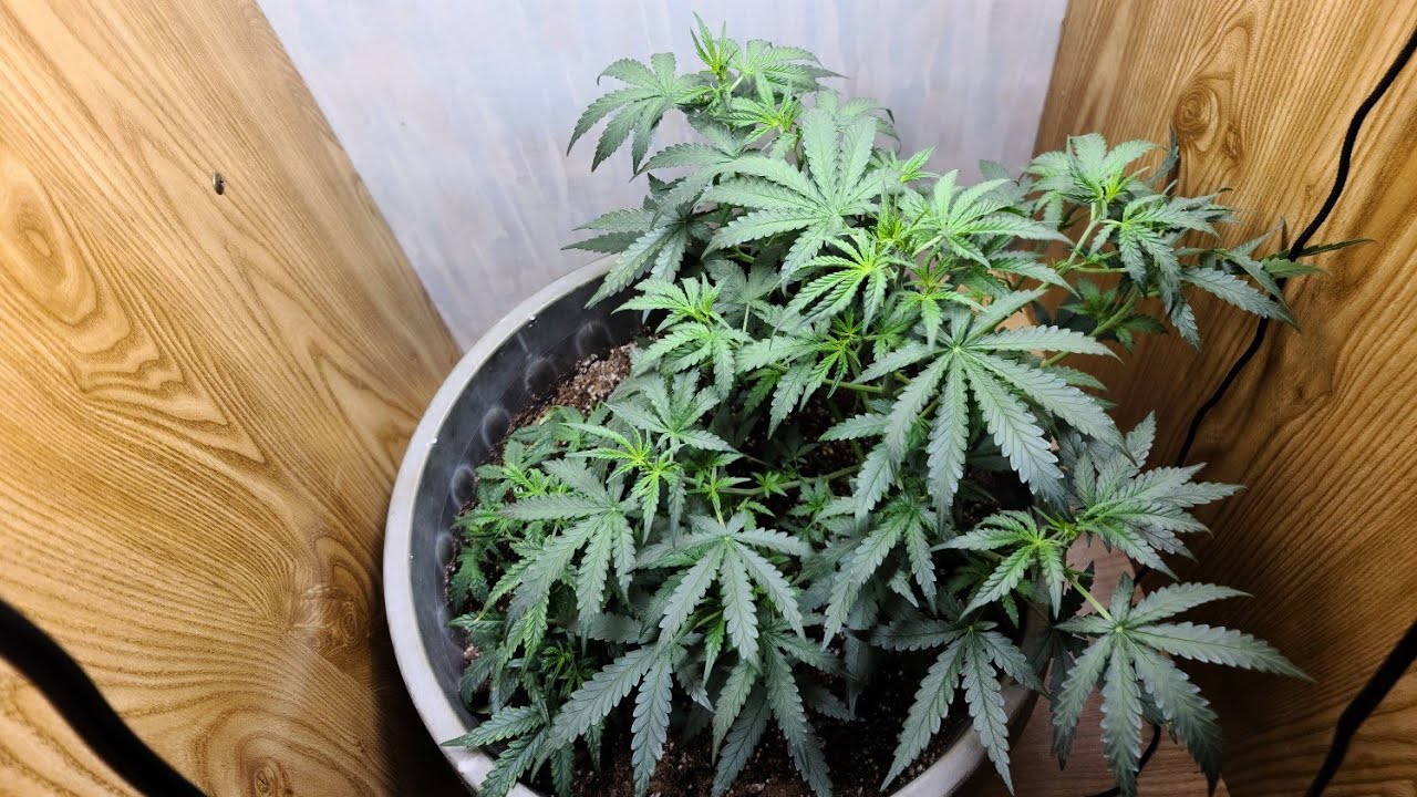 ILGM Gelato Auto Flowers!                                               #marshydrosp150